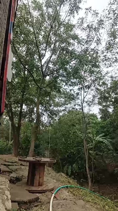 Richard_2 Live Image