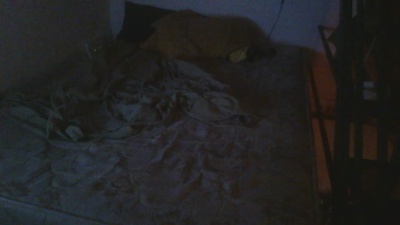 digogo195 Live Image