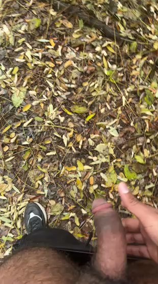 porcobg18 Live Image