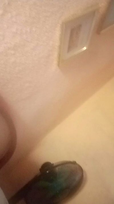 Diosamedusa live from Spain