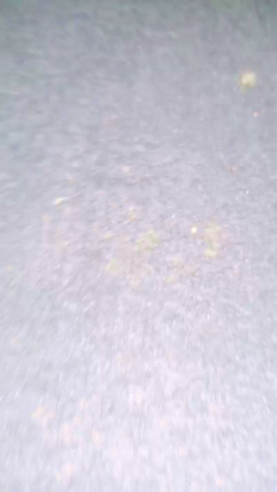 FantASStik live from Chile