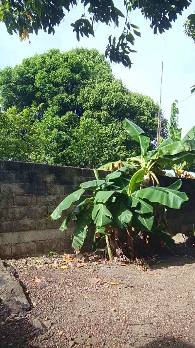 Max_hardPig live from Spain