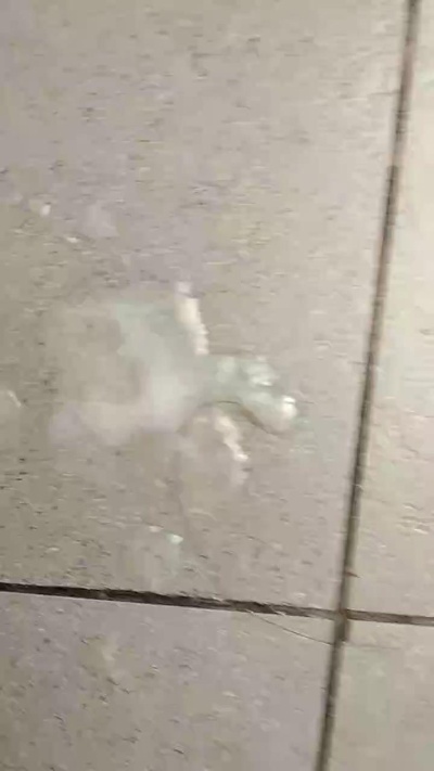 Poseidonpro live from Chile