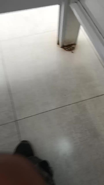 Tomitogir live from Argentina