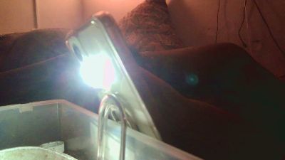 blackperv5 live from Canada