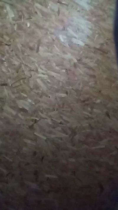 florin166 live from Romania