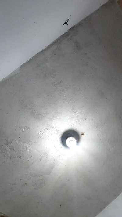 joelmabatistad2 live from Brazil